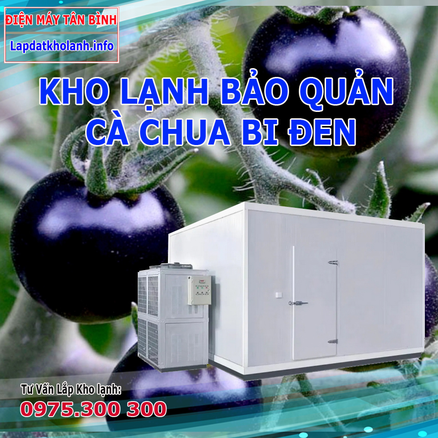 Lắp đặt kho lạnh bảo quản cà chua bi đen
