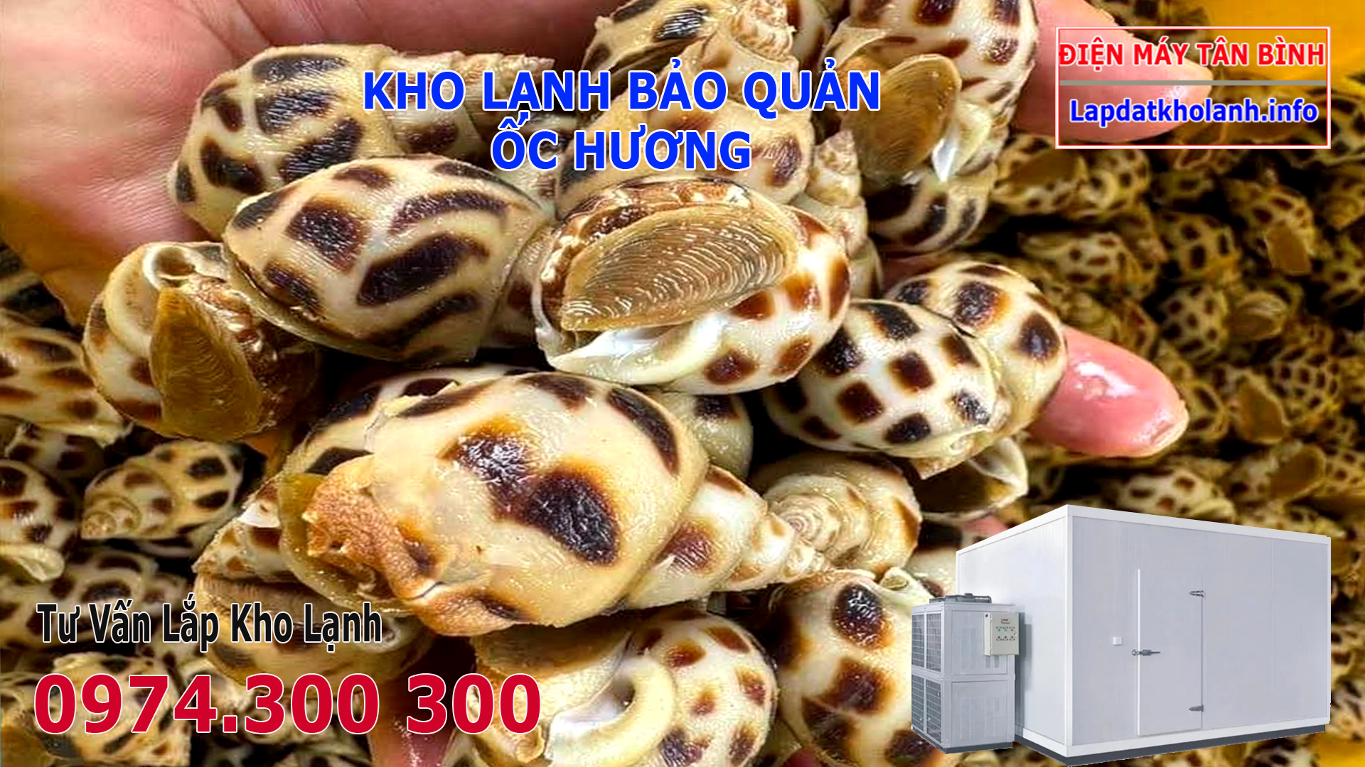 Lắp đặt kho lạnh bảo quản Ốc Hương tươi sống và Đông Lạnh