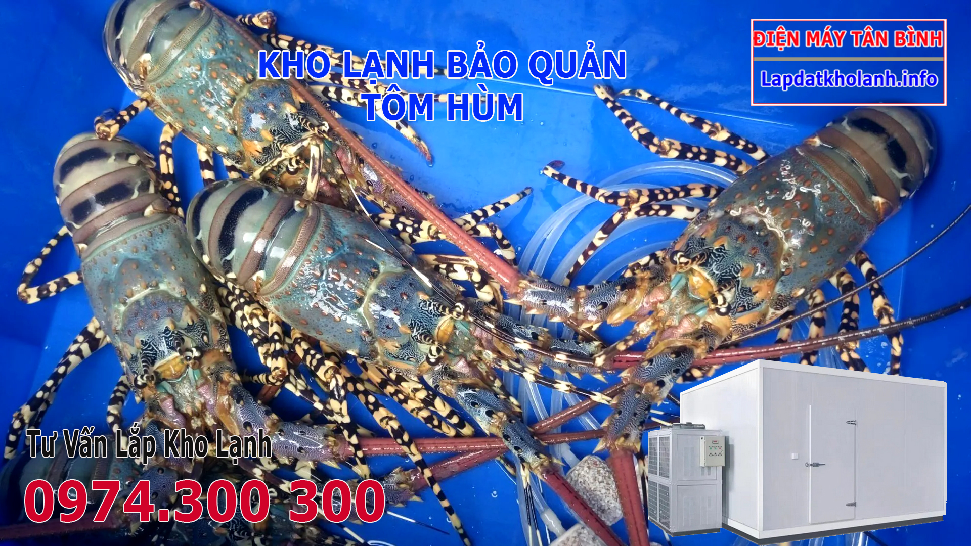 Lắp đặt kho lạnh bảo quản Tôm Hùm Bông tươi sống và Đông Lạnh