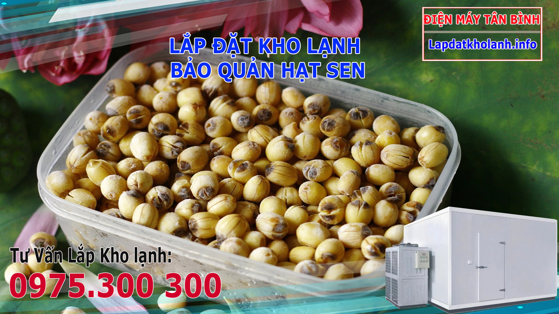 Dấu hiệu hạt sen bị hư