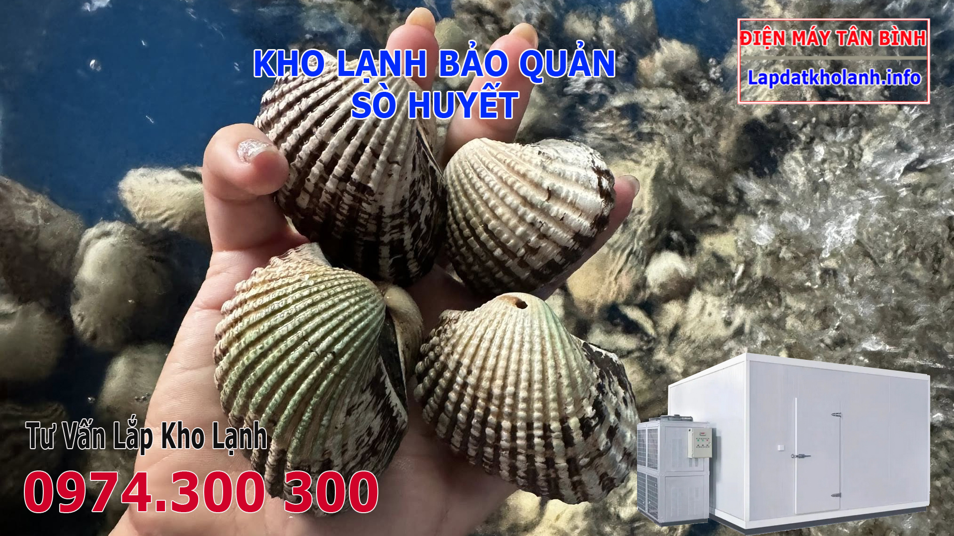Lắp đặt kho lạnh bảo quản Sò Huyết tươi và Đông Lạnh